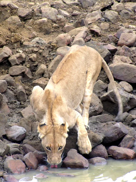 クルーガー国立公園の飲むライオン — ストック写真