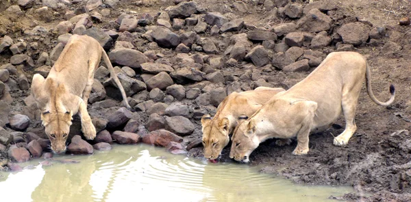 Trinkende Löwinnen Kruger Nationalpark — Stockfoto