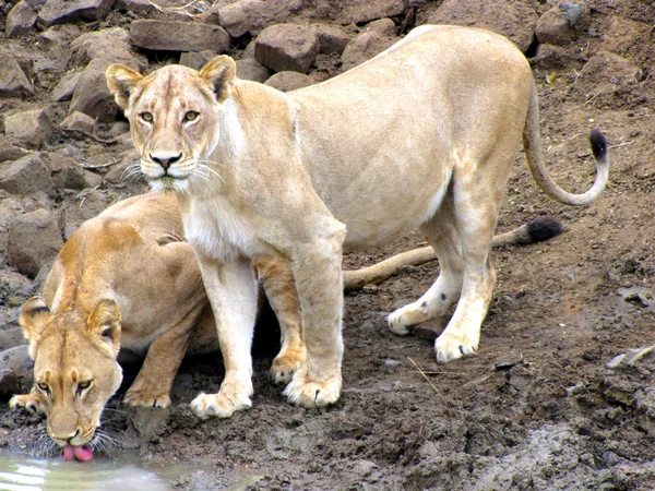 Lionesses: például víznyelő — Stock Fotó