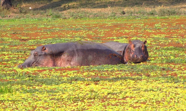 Hippos em uma lagoa — Fotografia de Stock