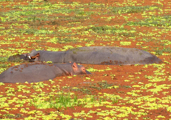 Hippopotames dans un étang — Photo