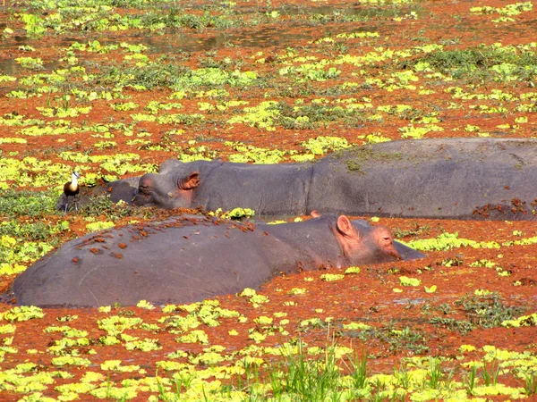 Flodhästar i en damm — Stockfoto
