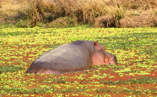 Hippo in een vijver — Stockfoto