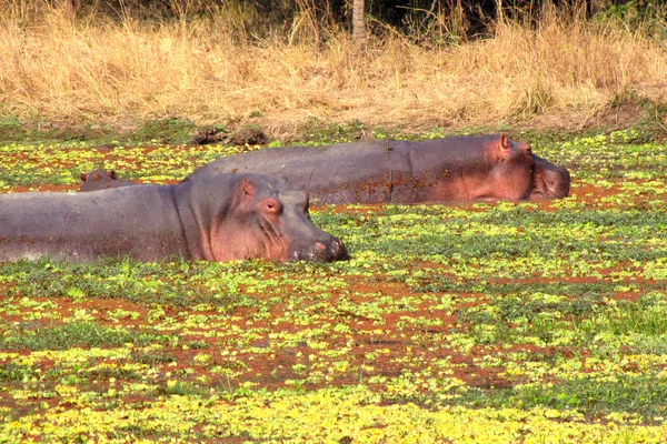 Hippopotames dans un étang — Photo