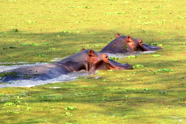 Ippopotami in uno stagno — Foto Stock