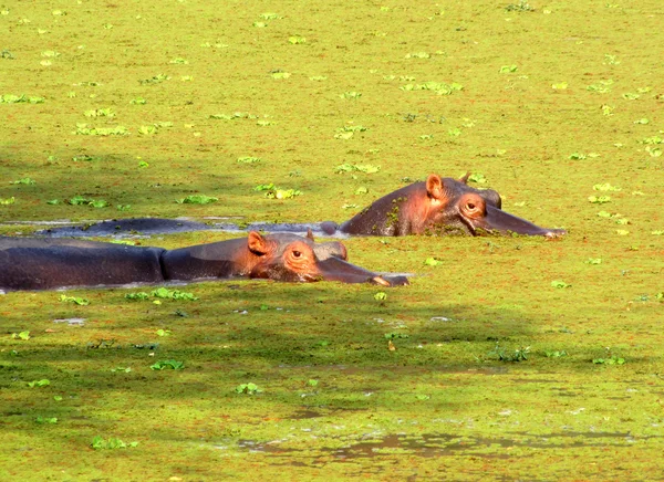 Hipopotamy w stawie — Zdjęcie stockowe
