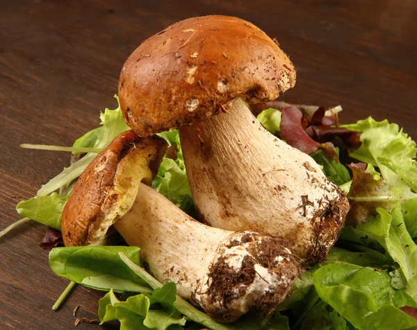 Forest mushrooms — Stock Photo, Image
