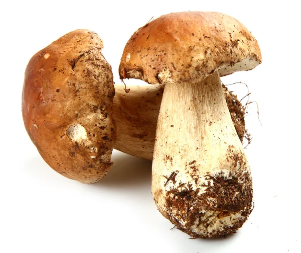Ciuperci forestiere — Fotografie, imagine de stoc