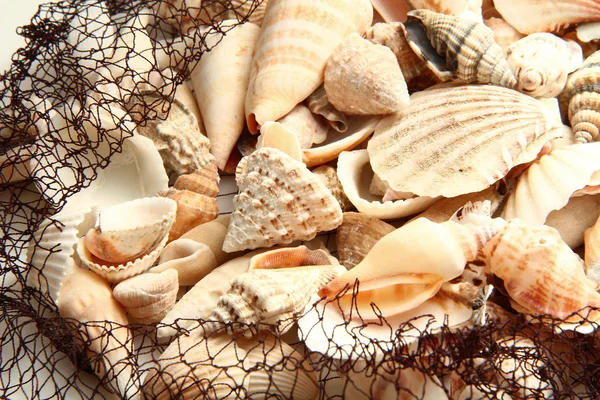 stock image Seashell