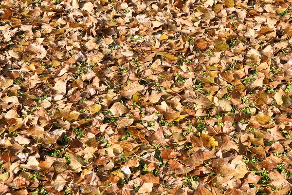 stock image Fall leafs background