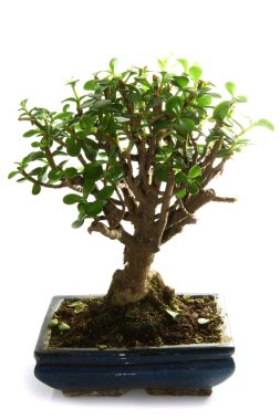 Bonsai