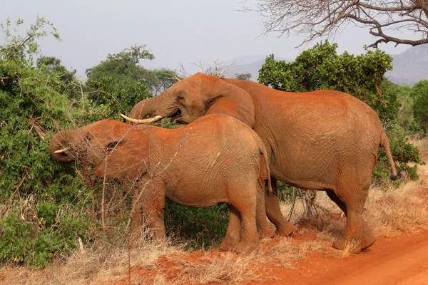 Grande Elefante Africano — Fotografia de Stock