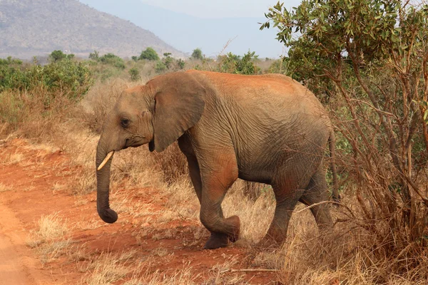 Duży Słoń Afrykański — Zdjęcie stockowe