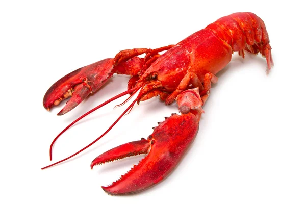 Red lobster — Stock Photo, Image