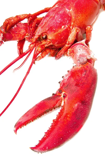 Red lobster — Stock Photo, Image