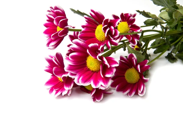 Bunch op pink daisies — Stock Photo, Image