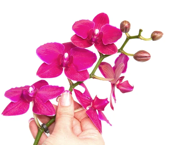 Orchidea ręką kobiety — Zdjęcie stockowe