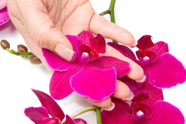 Orchid with woman hand — Stock Photo, Image