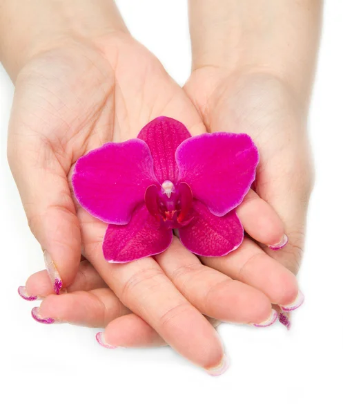 Orquídea con mano de mujer —  Fotos de Stock