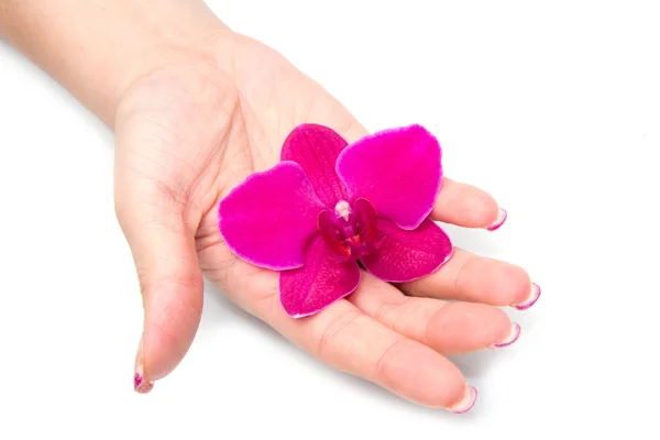 Orchidee mit Frauenhand — Stockfoto