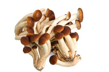 Agrocybe Aegerita