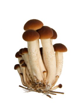 Agrocybe Aegerita clipart