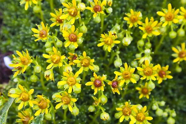 美丽的黄色花朵，Julian 阿尔卑斯山 (虎耳 aizoides) — 图库照片