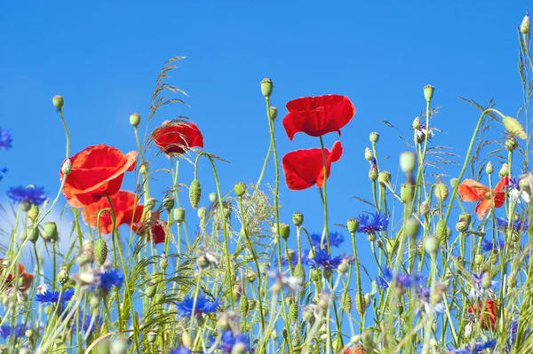 stock image Wild Poppy Flowers