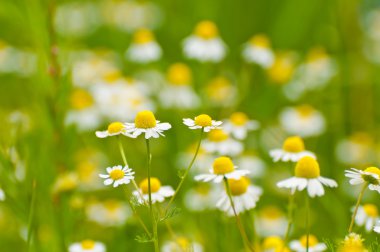 German Chamomile clipart