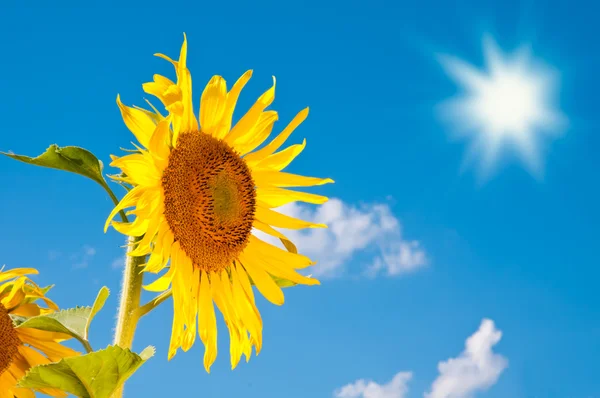 stock image Sun Flower