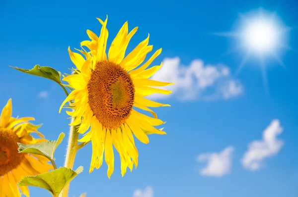 stock image Sun Flower