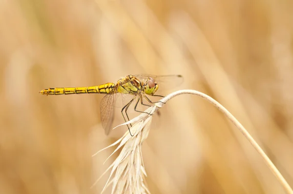 Gemeenschappelijke heidelibel dragon fly — Stockfoto