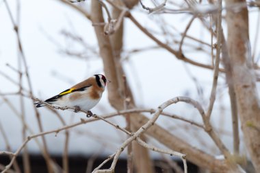 European Goldfinch (Carduelis carduelis) in Winter. clipart