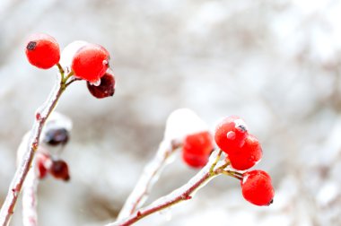 Rose Hips In Winter, Close Up. clipart