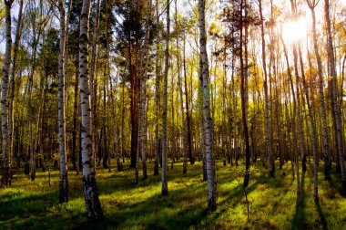 Birch Wood in spring, contre-jour. clipart