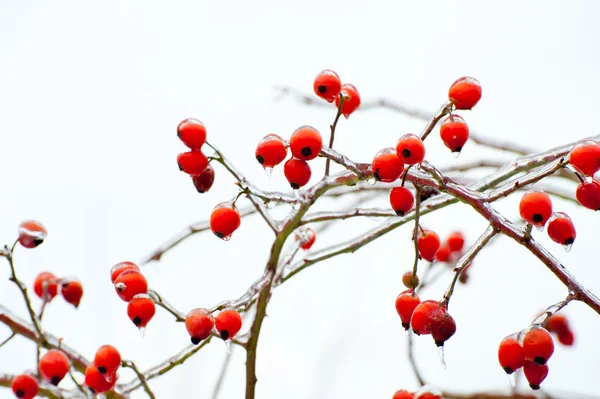 stock image Rose Hips In Winter, Close Up.