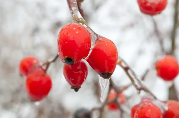 stock image Rose Hipes in winter, covered with ice, close up.