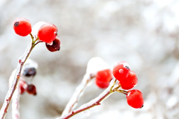 stock image Rose Hips In Winter, Close Up.