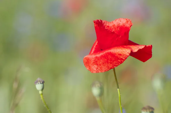 Poppy Flower — Stock Photo, Image