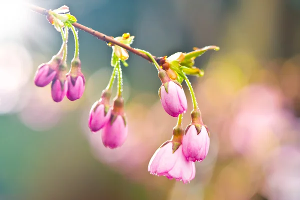 Kwitnące drzewo migdałowe — Zdjęcie stockowe