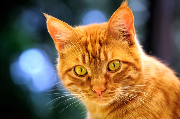橙色猫咪肖像 — 图库照片