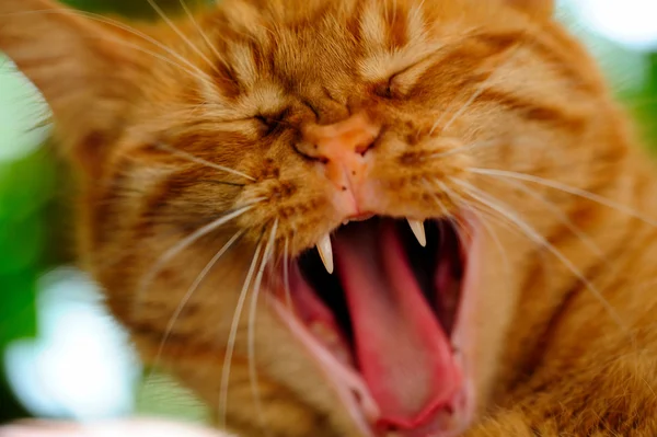 stock image Yawning Orange Cat