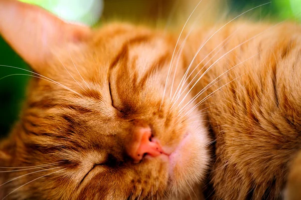 stock image Sleeping Orange Cat