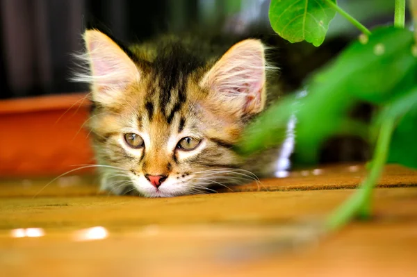 Sıkıcı gri kedicik — Stok fotoğraf