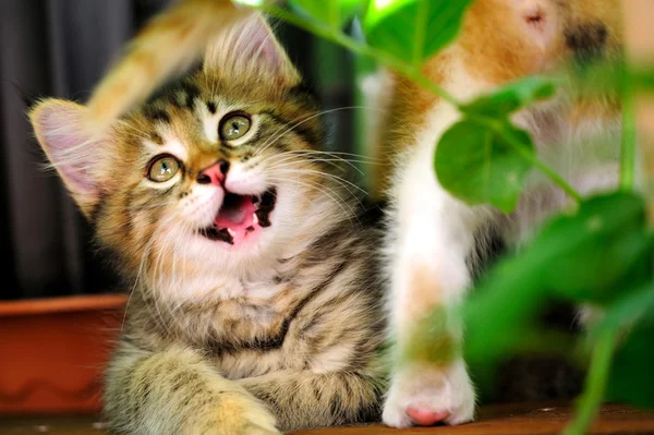 Mutlu gri kedicik — Stok fotoğraf