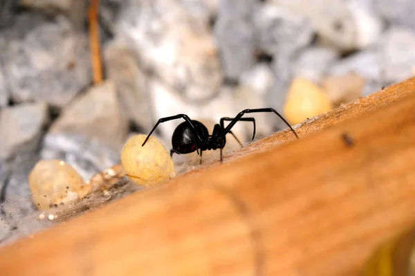 Fêmea negra viúva aranha — Fotografia de Stock