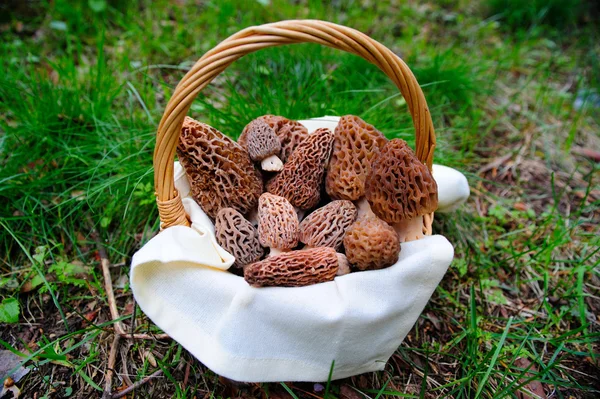 Morel Mushrooms Basket Fresh Picked Surrounding Forest Springtime — Stock Photo, Image