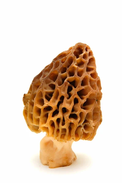 Cogumelo Morel único Imagem De Stock