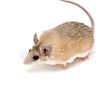 Spiny mouse clipart