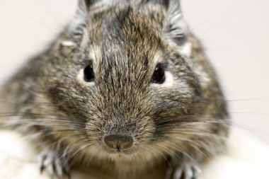 Degu